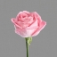 Picture of TRUST ROSE 3