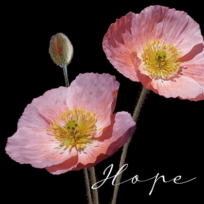 Picture of HOPE PINK