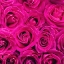 Picture of PARIS ROSE 3