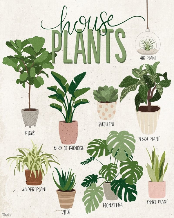 Picture of VINTAGE HOUSE PLANTS