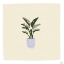 Picture of PLANT