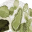 Picture of NATURE EVOLVED 2