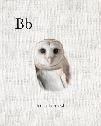 Picture of B BARN OWL