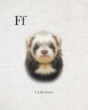 Picture of F IS FOR FERRET