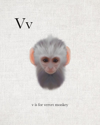 Picture of V IS FOR VERVET MONKEY