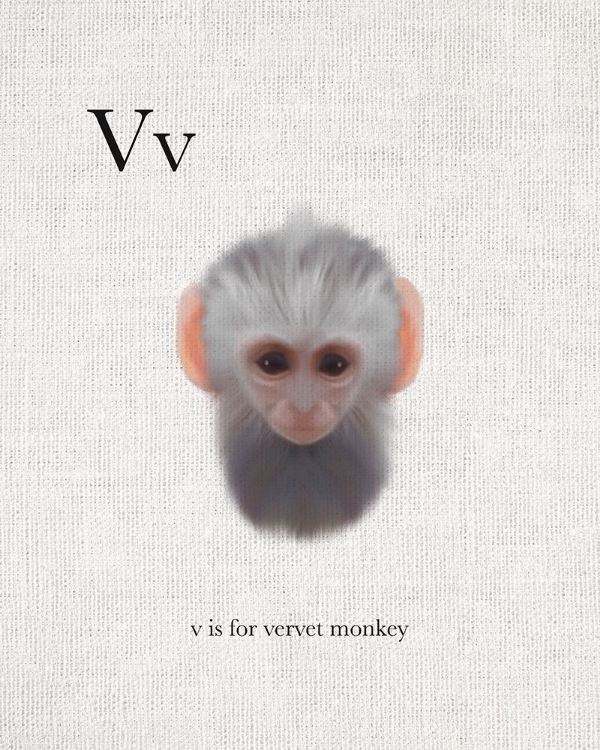Picture of V IS FOR VERVET MONKEY