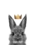 Picture of CROWN BUNNY