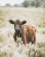 Picture of BEAUTIFUL COW IN MEADOW