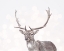 Picture of BOKEN DEER