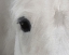 Picture of PALE HORSE