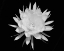 Picture of MODERN BW FLORAL 2