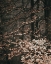 Picture of MOODY FOREST LEAVES