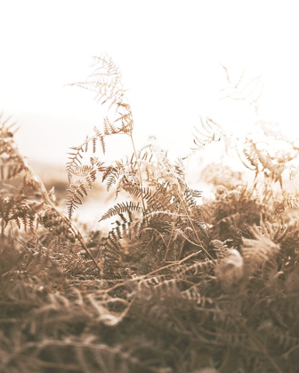 Picture of FADED BROWN FERNS