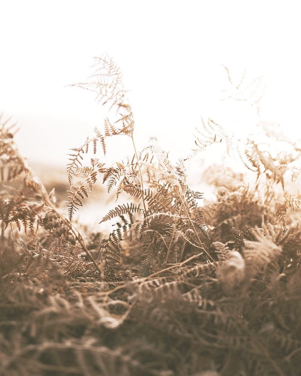 Picture of FADED BROWN FERNS