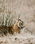 Picture of TIGER WITH RED FLORALS