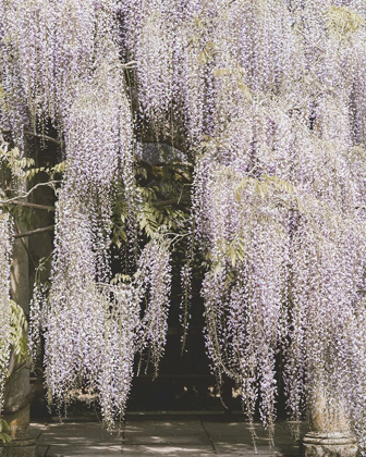 Picture of BEAUTIFUL WISTERIA