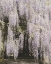 Picture of BEAUTIFUL WISTERIA