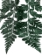 Picture of EVERGREEN BLISS 2