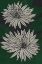 Picture of FLORAL DIVERSITY