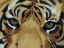Picture of TIGER BURST 1