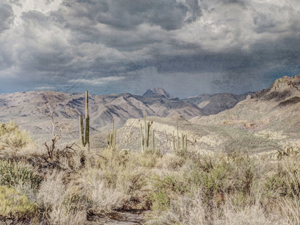 Picture of DESERT OASIS