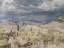 Picture of DESERT OASIS