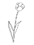 Picture of PAPER TULIP 2