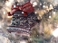 Picture of CHRISTMAS BELLS