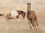 Picture of RUNNING FREE 2
