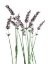 Picture of LAVENDER DESIRES