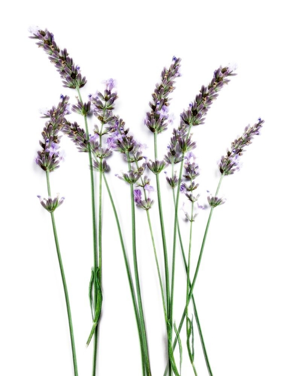 Picture of LAVENDER DESIRES