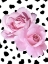Picture of DALMATIAN ROSES