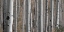 Picture of BIRCH DREAM