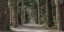 Picture of WILDERNESS STROLL