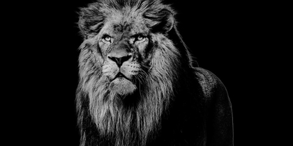 Picture of KING EMERGES 1