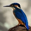 Picture of PERCHING FELLOW
