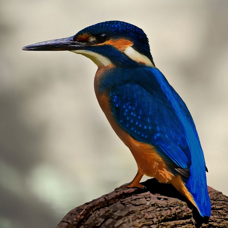Picture of PERCHING FELLOW