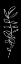 Picture of SIMPLE BLACK FLOWER