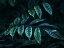 Picture of TEAL BLUE LEAVES