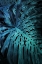 Picture of TEAL NIGHT FOLIAGE
