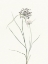 Picture of SPROUT