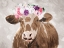 Picture of COW FLOWERS