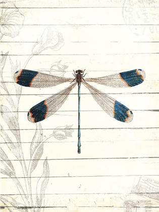 Picture of DRAGONFLY LOOK