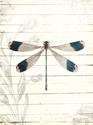 Picture of DRAGONFLY LOOK