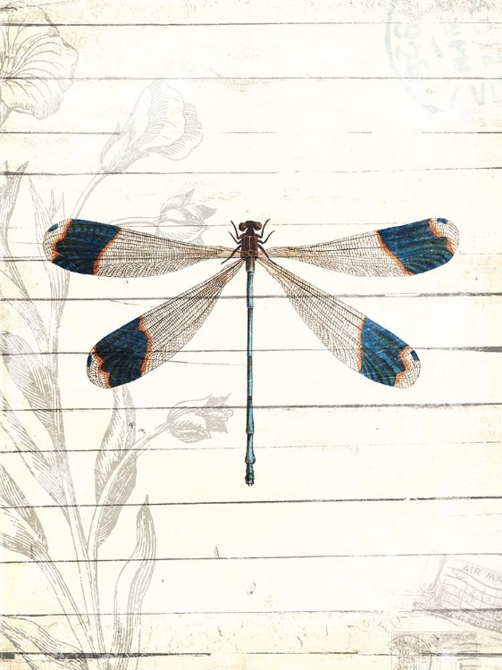 Picture of DRAGONFLY LOOK