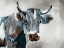 Picture of COW LOOKING
