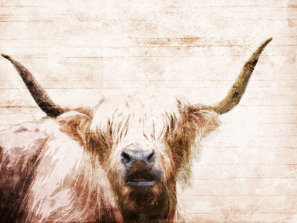 Picture of THE BULL LOOK