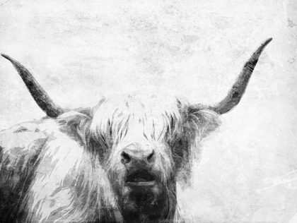 Picture of THE BULL LOOK BW