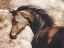 Picture of LOOK AT THE HORSE