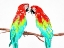 Picture of FUN PARROTS